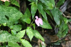 Impatiens cordata